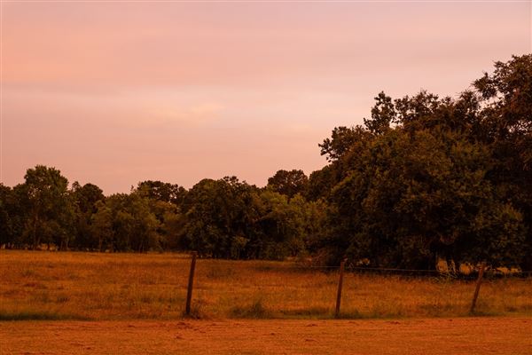 The Oaks of Anahuac (8/8/2025 - Credits: Jeff Fitlow Photography)