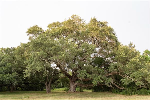 The Oaks of Anahuac (8/8/2025 - Credits: Jeff Fitlow Photography)