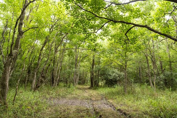 The Oaks of Anahuac (8/8/2025 - Credits: Jeff Fitlow Photography)