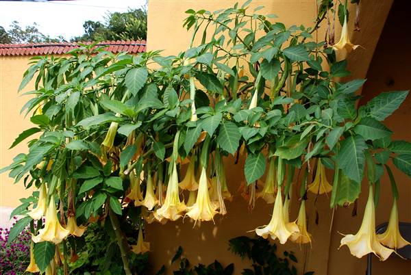 Fiesta Gardens (10/16/2012)