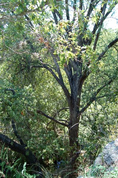 Milton Reimers Ranch County Park (9/21/2006)