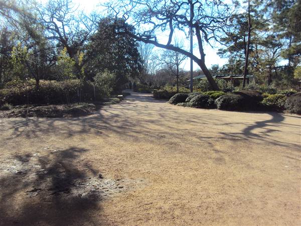 Japanese Garden in Hermann Park (3/7/2013)