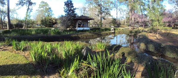 Japanese Garden in Hermann Park (3/7/2013)