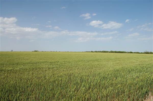 Wheat Field on SH114 (4/29/2014)