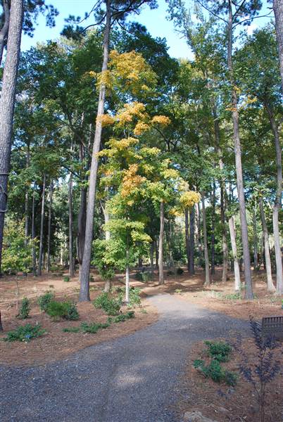 Gayla Mize Garden (11/11/2014)