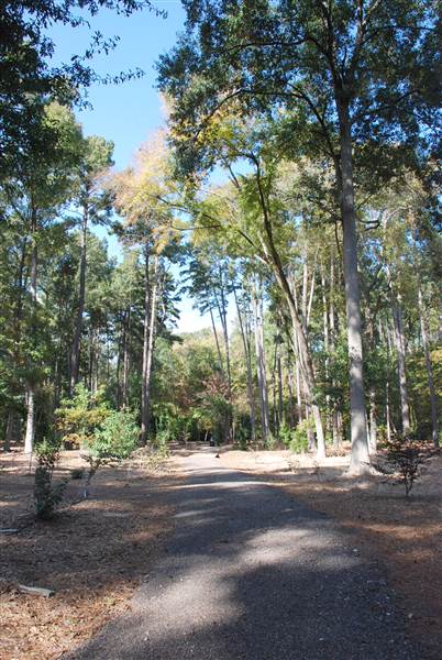 Gayla Mize Garden (11/11/2014)