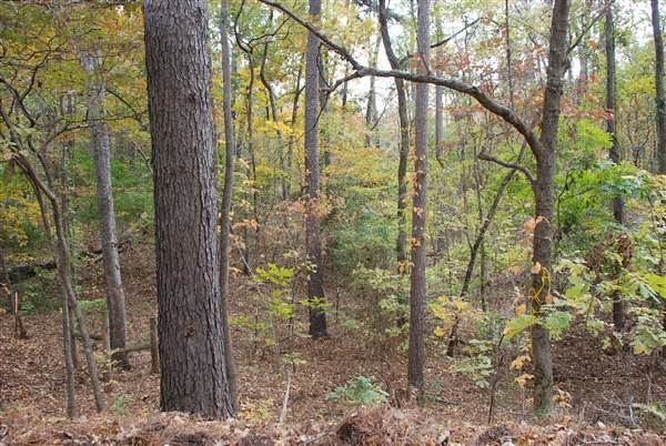 Davey Dogwood Park (11/13/2014)