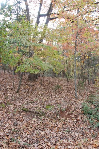 Davey Dogwood Park (11/13/2014)