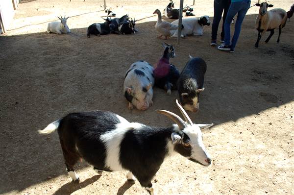 Animal World and Snake Farm (1/19/2015)