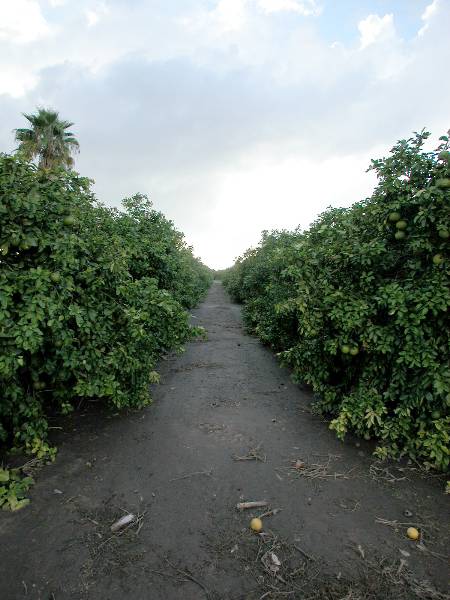 Grapefruit Orchard (9/16/2002)