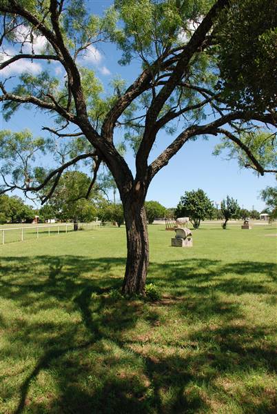 Liberty Hill Sculpture Garden (6/8/2015)
