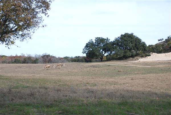 Longhorn River Ranch (12/9/2015)