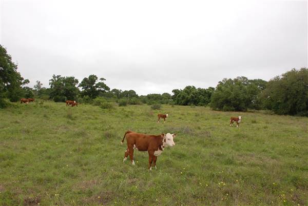Storm Ranch (5/10/2016)