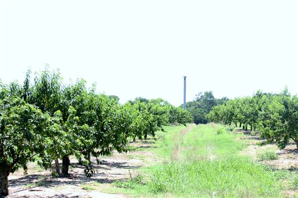 Cooper Farms (7/28/2016)