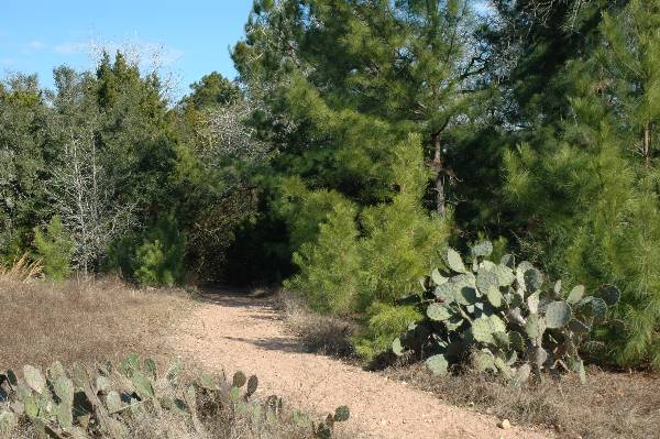 McKinney Roughs Nature Park (1/17/2008)