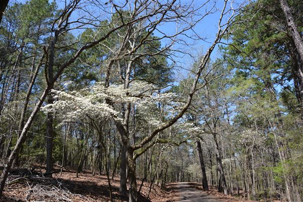 Davey Dogwood Park (7/8/2019 - Credits: Palestine Visitors Center)