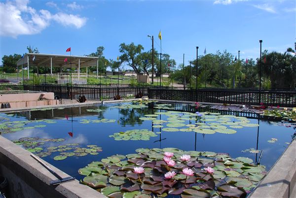 International Waterlily Collection (6/13/2019)