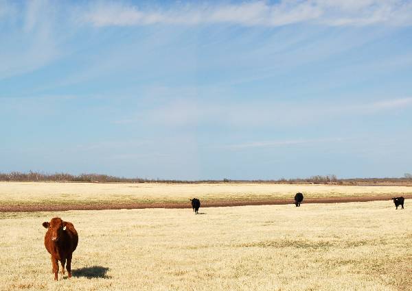 Miller Creek Ranch (3/22/2009)