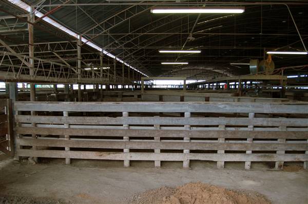 Navasota Livestock Auction (9/15/2009)