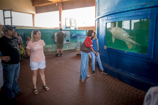 Sea Turtle Inc (2/3/2023 - Credits: Sea Turtle Inc.)