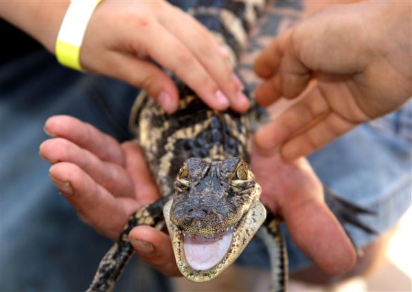 Gator Country (5/17/2023)