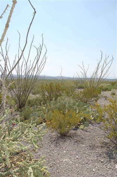 Big Bend Ranch State Park - Vista del Bofecillos (9/23/2010)