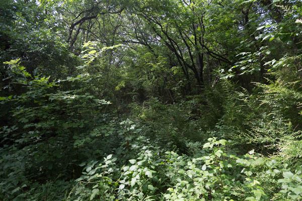 O.W. Fannin Natural Area (5/1/2023 - Credits: Owner)