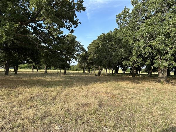 Fairlea Longhorn Ranch (7/20/2023 - Credits: K.Beck)