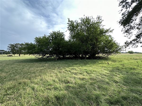Fairlea Longhorn Ranch (7/20/2023 - Credits: K.Beck)