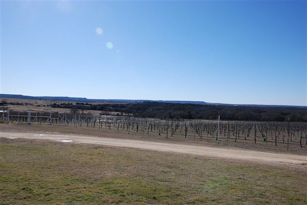 Blue Ostrich Winery & Vineyard (1/27/2023 - Credits: Gabriel Ornelas)
