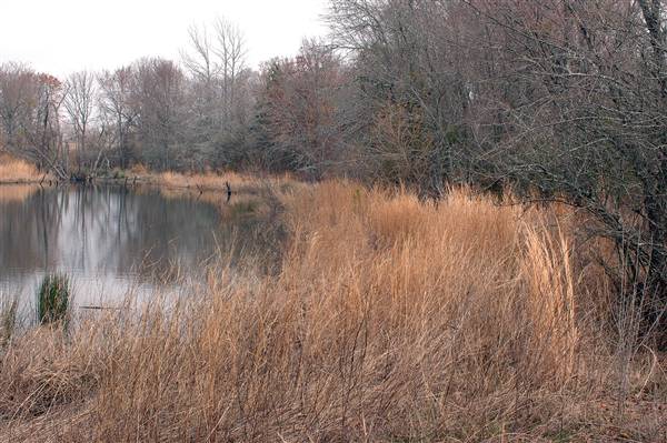 Mineola Nature Preserve (2/11/2009 - Credits: FFTX)