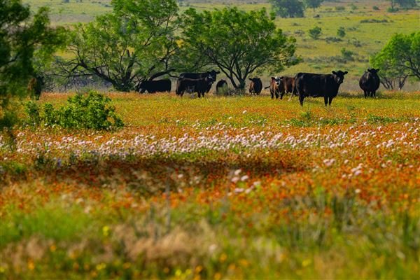 Lambshead Ranch (8/20/2024 - Credits: The photos are a collection from family members and photographers that have visited. All taken within the last 5 years or so- majority in the last 6 months.)