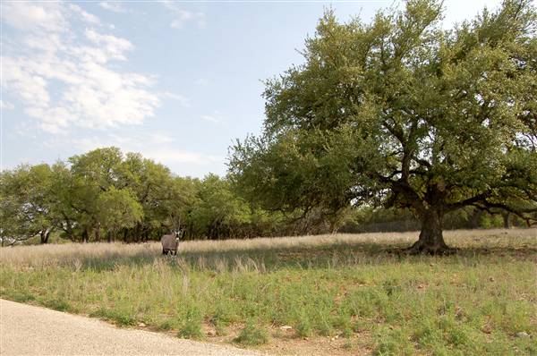 Natural Bridge Wildlife Ranch (4/7/2011)