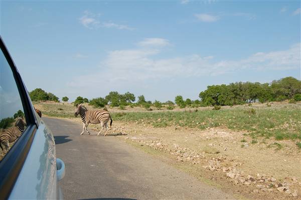 Natural Bridge Wildlife Ranch (4/7/2011)
