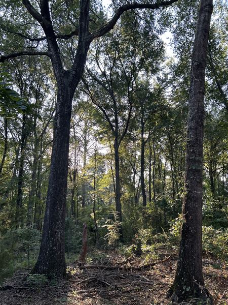 Flournoy Farm (9/24/2024 - Credits: submitted by: Sue Wisdom)