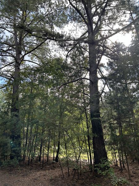 Flournoy Farm (9/24/2024 - Credits: submitted by: Sue Wisdom)