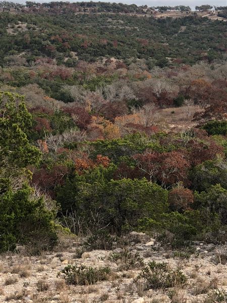 Double T Ranch (9/1/2024 - Credits: David Saidi)