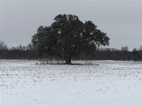 Tipton Ranch (10/11/2024 - Credits: John Cochran)