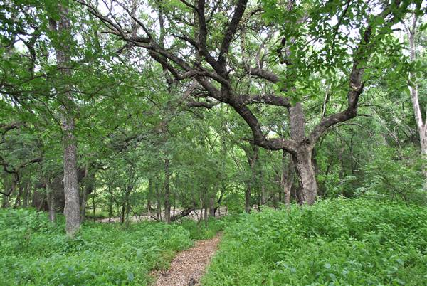 Phil Hardberger Park (4/7/2012)