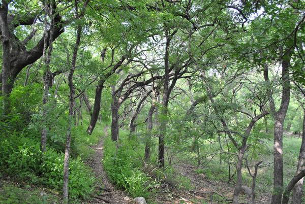 Phil Hardberger Park (4/7/2012)