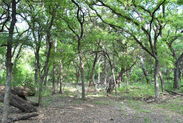 Phil Hardberger Park (4/7/2012)