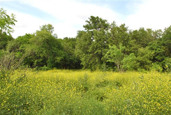 Phil Hardberger Park (4/7/2012)