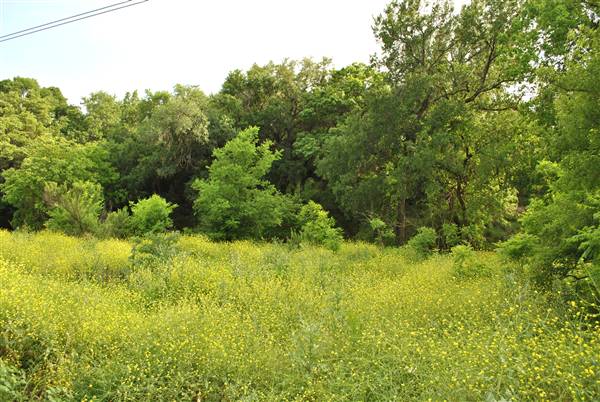 Phil Hardberger Park (4/7/2012)
