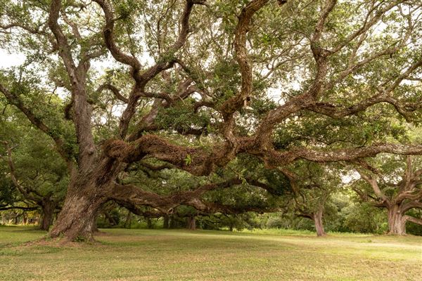 The Oaks of Anahuac (8/8/2025 - Credits: Jeff Fitlow Photography)