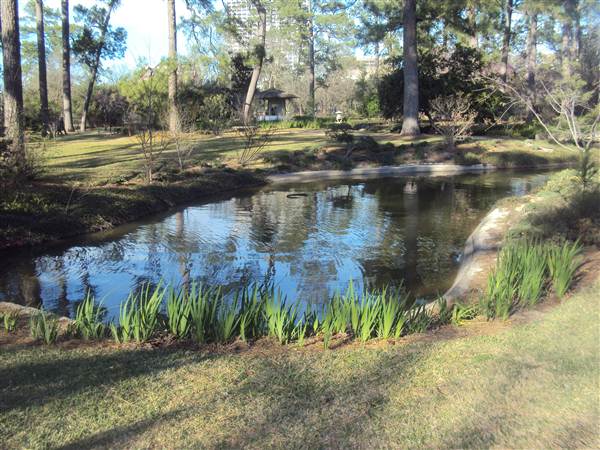 Japanese Garden in Hermann Park (3/7/2013)