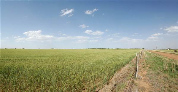 Wheat Field on SH114 (4/29/2014)