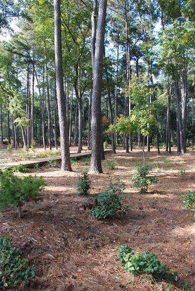 Gayla Mize Garden (11/11/2014)