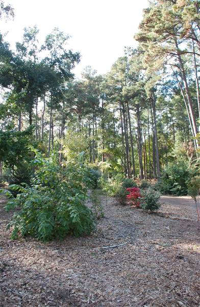 Gayla Mize Garden (11/11/2014)