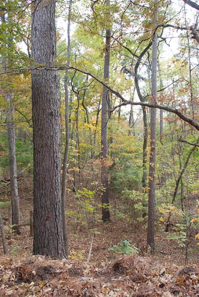Davey Dogwood Park (11/13/2014)