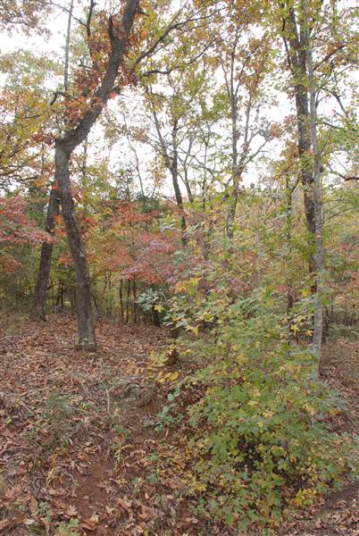 Davey Dogwood Park (11/13/2014)